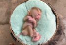 A Baby Monkey’s Heartbreaking Moment That Will Leave You in Tears